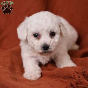 Jasper, Bichon Frise Puppy